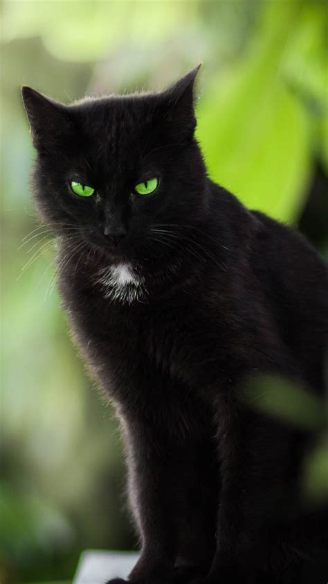 Papéis de Parede Gato preto olhos verdes 3840x2160 UHD 4K imagem