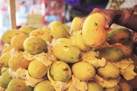 Andhra Pradeshs Banganapalle Mango Gets Geographical Indication Tag