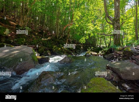 stream in the forest. beautiful nature background. peaceful scenery with water flow among rocks ...