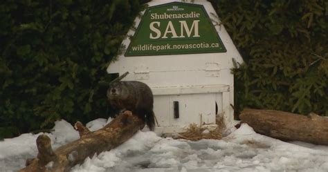 Shubenacadie Sam predicts early spring on Groundhog Day | Globalnews.ca