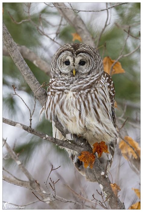 Chouette Ray E Barred Owl Flickr