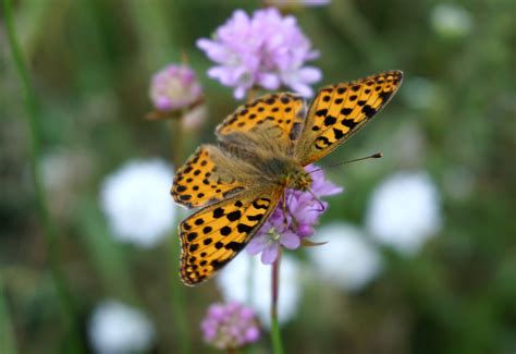 Free Images Nature Blossom Plant Flower Bloom Wildlife Insect