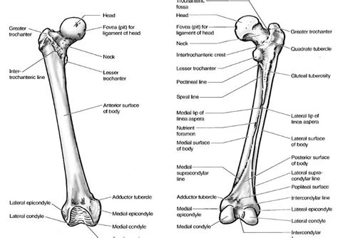 Learn Anatomy Online: Femur bone