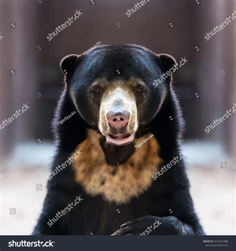 1,604 Close sun bear Images, Stock Photos & Vectors | Shutterstock