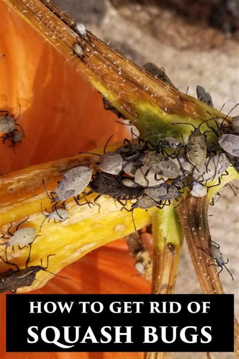 How To Get Rid Of Squash Bugs