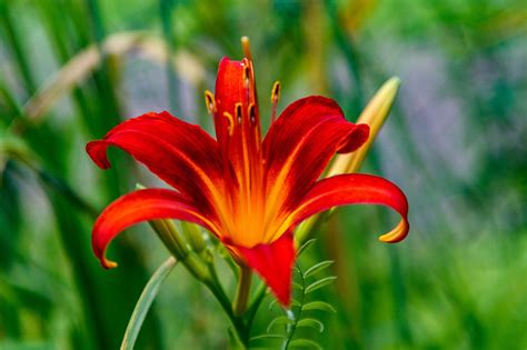 Day Lily Flower Petals Free Photo On Pixabay Pixabay