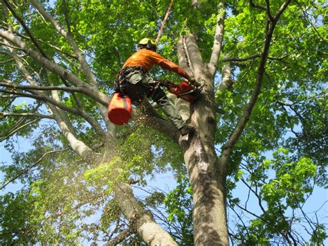 How to Hire Professionals for Tree Trimming and Removal