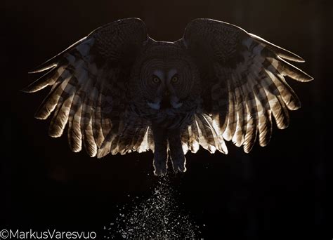 Strix nebulosa IN Great grey Owl FI lapinpöllö DE Bartkauz SV