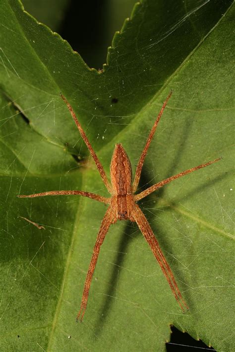 29 Orange Spiders Pictures And Identification