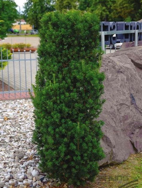 Cis HILLI zimozielony 30 cm NA ŻYWOPŁOT W DONICZCE - 12335250211 ... 