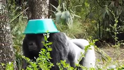 Funny Gorilla Styling With His Hat Youtube