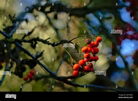 Pome Fruit Plants Hi Res Stock Photography And Images Alamy