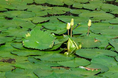 "Nymphaea Alba" Images – Browse 9,252 Stock Photos, Vectors, and Video ...