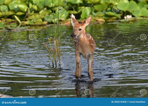 A Cute Baby White Tailed Deer Fawn Explores a Marsh Stock Photo - Image ...