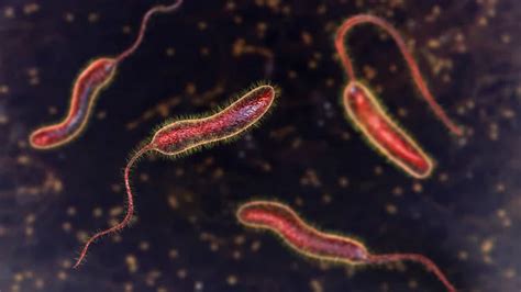 Vibrio Cholerae Bacteria Ilustraci N D Bacterias Que Causan La