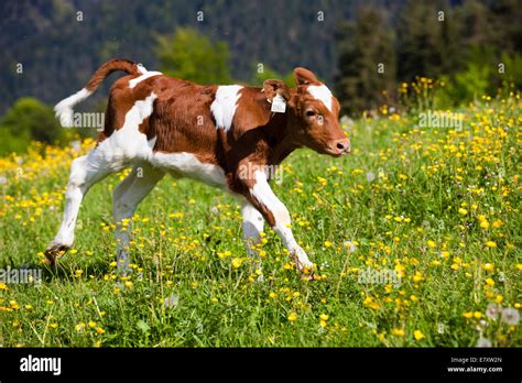 Holstein Calves