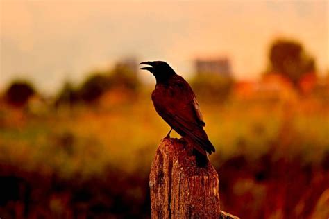 Cara Burung Gagak Bertahan Hidup Di Alam Liar