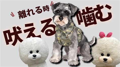 【犬のしつけ】家族が離れていくときに吠えたり、噛みつく【悩み相談ライブ切り抜き】 Youtube