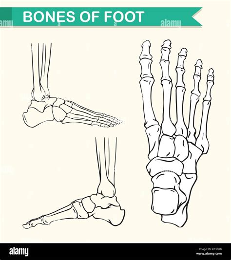 Diagram Showing Bones Of Foot Illustration Stock Vector Image And Art Alamy