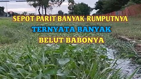 TERNYATA DI SPOT PARIT INI MASIH ADA BELUT BABONYA Mancing