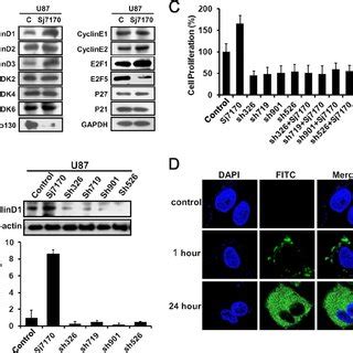 Effective Mechanism Of Sj7170 On The Cell Proliferation Of U87 Cells