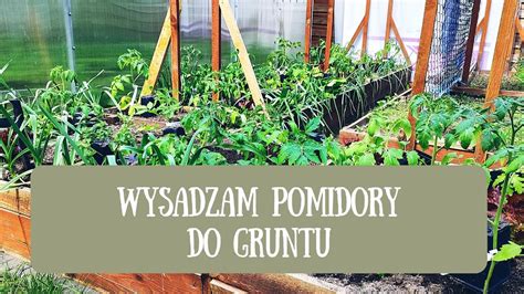 Wysadzam Pomidory Do Gruntu Ryzykowne Posuni Cie Czy Si Op Aci