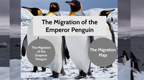 Migration of the Emperor Penguin by James Pinto on Prezi