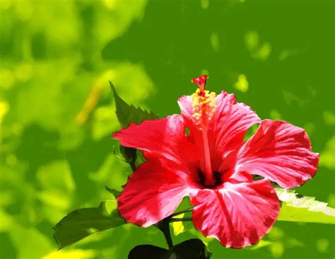 Hibisco Benef Cios Para O Cabelo Quais S O Como Usar Mundo Ecologia