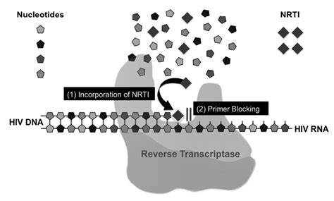 Mechanism of action of HIV reverse transcriptase inhibitors. Reaction ...