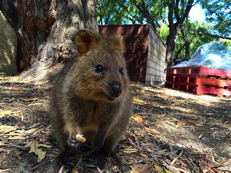 Quokka Selfie - Rottnest Island, Australia - Travel is my favorite Sport