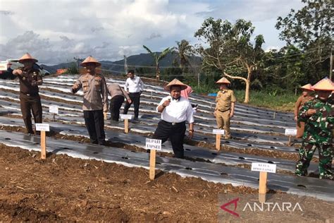 Wujudkan Ketahanan Pangan Forkopimda Tapsel Tanam Perdana Palawija Di