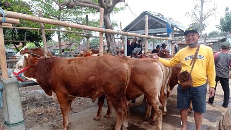 Harga Sapi Pedetan Mas Agung Pasar Hewan Muntilan Youtube