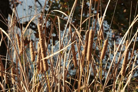 Cattails In Fall Close Up Free Stock Photo Public Domain Pictures