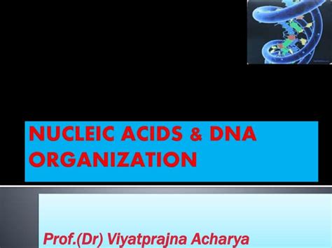 5 Nucleic Acids And Dna Organization I Ppt