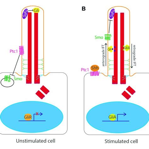 PDF Signaling Through The Primary Cilium