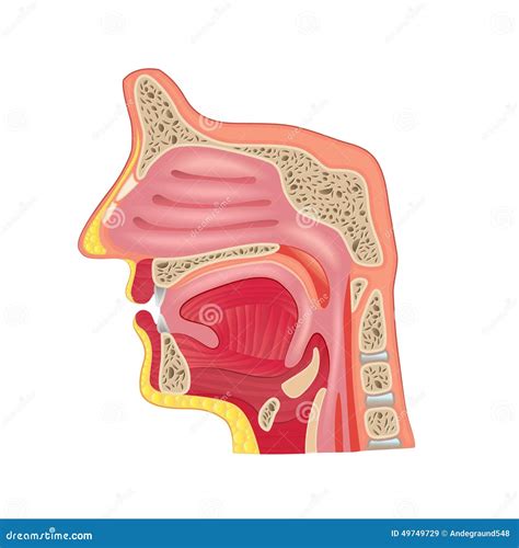 Nose Anatomy Isolated On White Vector Stock Vector Illustration Of