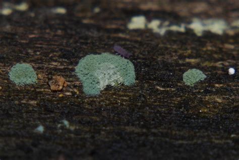 Plasmodial Slime Mold Fuligo Sp Myxomycetes Airlie Beach R Flickr