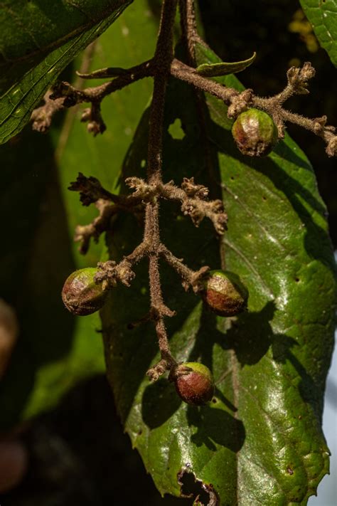 Flora Of Zimbabwe Species Information Individual Images Curtisia Dentata