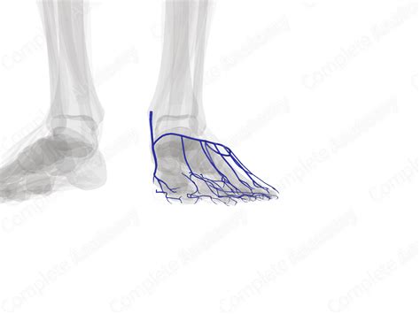 Superficial Veins of Ankle and Foot (Left) | Complete Anatomy