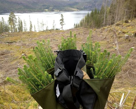 K﻿jemikaliefri Skogplanting Statskog