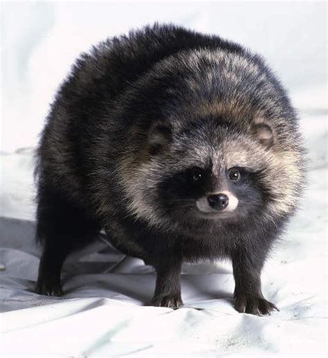 Are Japanese Raccoon Dog Endangered