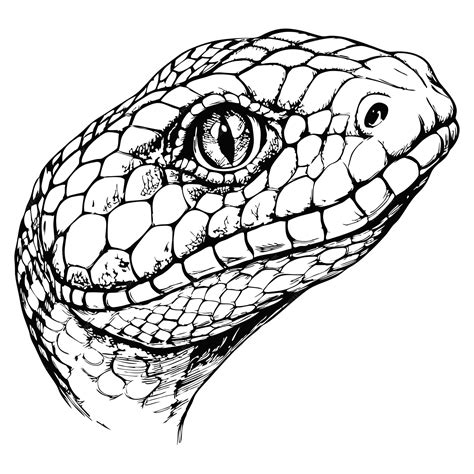 ways to snake scratching fast 12