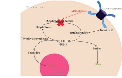 Methotrexate And Pregnancy Birth Defects - PregnancyWalls