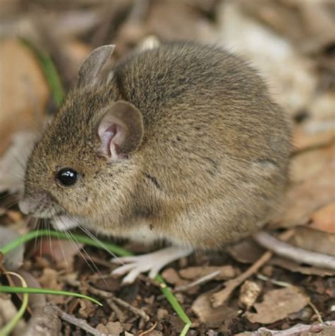 Top Pictures Pictures Of Field Mice Latest