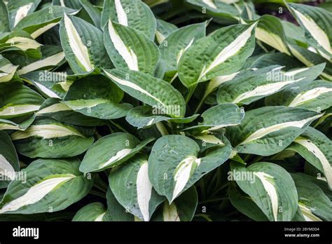 Hosta Risky Business Hostas Stock Photo - Alamy