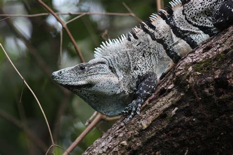 Black Spiny Tailed Iguana Ctenosaura Similis Please Ackno Flickr