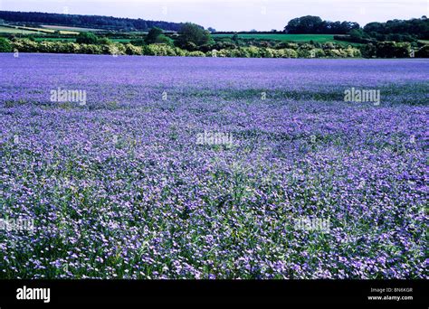 Linseed oil, flax, agricultural crop crops in field fields crop blue ...