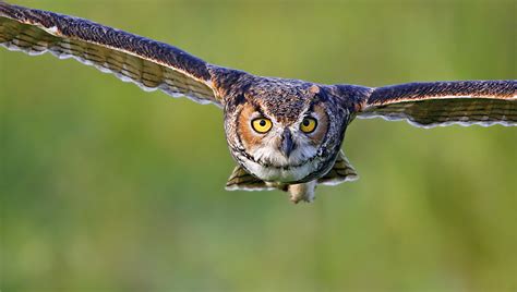 Great Horned Owl Head On Flight Up Close