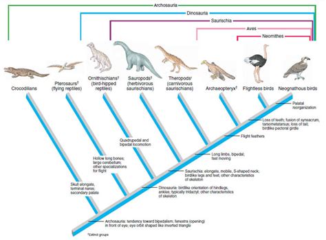 Origin And Relationships Birds The Diversity Of Animal Life