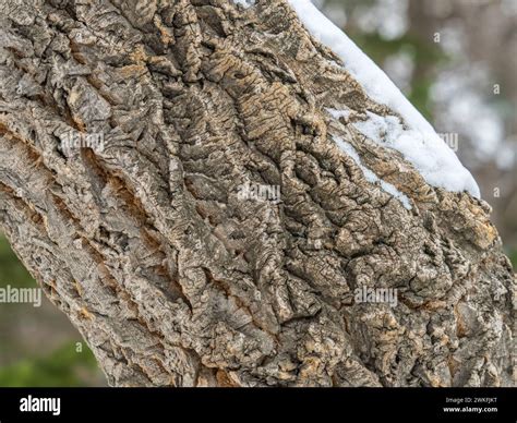 Cork Oak Tree Bark Texture Old Tree Bark Texture Natural Background